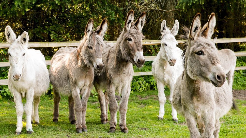 Freizeitangebote und Ausflugsziele in der Umgebung von 27419 Klein Meckelsen  bei Sittensen in Rotenburg Wümme Niedersachsen